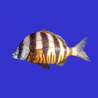 Marine Fish Guide icône