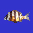 Marine Fish Guide 图标