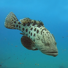 Coastal Fishes 图标