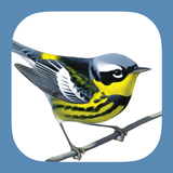 Sibley Birds 2nd Edition aplikacja