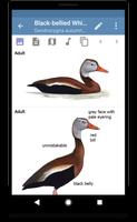 Sibley Birds 2nd Edition 截图 2