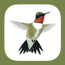 APK Sibley Guide to Hummingbirds