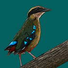 Birds of Zambia icon