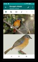 Birds of Zambia Ekran Görüntüsü 3