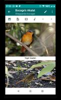 Birds of Zambia Ekran Görüntüsü 2