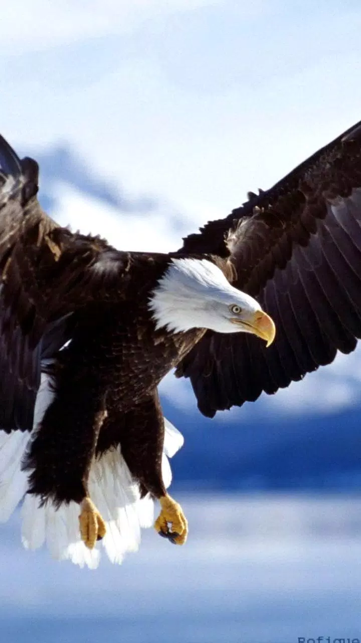 Eagle cool Wallpaper APK for Android Download Eagle cool Wallpaper APK for Android Download