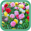”All Flowers Photo Frames