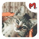 Animales: Sonidos e Imágenes APK