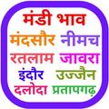 Mandi Bhav - Daily Updates
