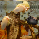 Mystery Snail Care Guide APK