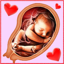 Pregnancy Week by week APK