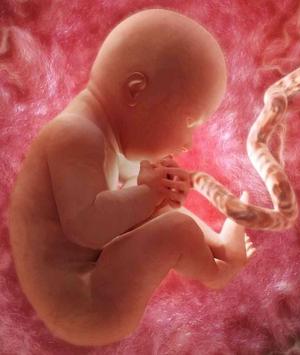 Pregnancy Week by week 截图 1