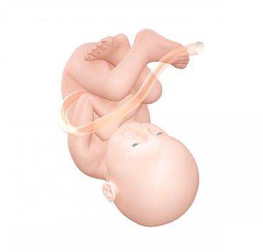 Pregnancy Week by week 截图 5