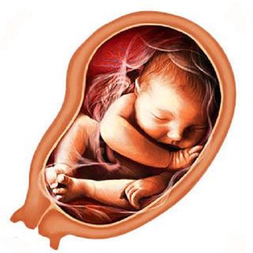 Pregnancy Week by week 截图 7