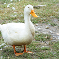 The Duck Picture Puzzle