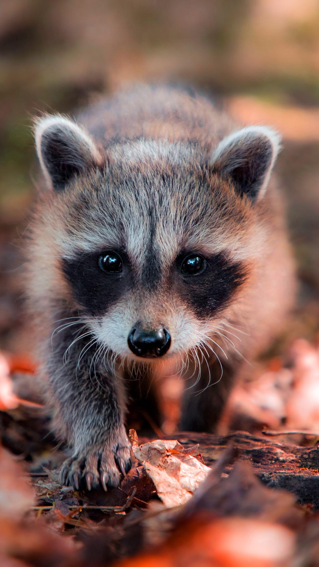 Raccoon Wallpapers Hd For Android Apk Download