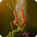 Macro Photography Ideas APK