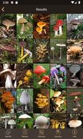 iFunch - Mushrooms identificat imagem de tela 3