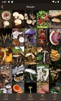 iFungi AU - Australian mushroo capture d'écran 3