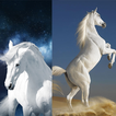 Horse Wallpapers 4K icon