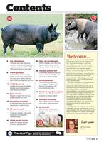 Practical Pigs screenshot 1