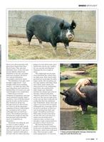 Practical Pigs screenshot 3
