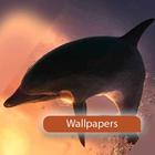 ikon Wallpapers of dolphin
