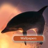 Wallpapers of dolphin