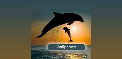 Wallpapers of dolphin poster