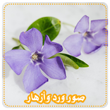 خلفيات ورد hd بدون نت