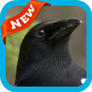 Magpie Wallpaper APK