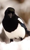 Magpie Wallpaper Affiche