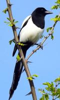 Magpie Wallpaper capture d'écran 1