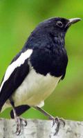 Magpie Wallpaper capture d'écran 2
