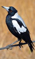 Magpie Wallpaper capture d'écran 3