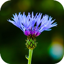 Blur Image - DSLR focus effect APK