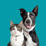 Maddie's Pet Assistant icono