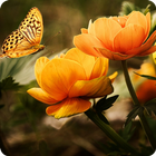 Nature Wallpapers HD (Offline) 아이콘