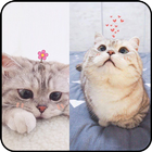 Cute Cat Wallpaper HD icône