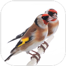 The goldfinch APK