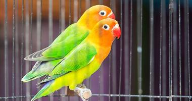 Makanan Lovebird Terbaik ảnh chụp màn hình 1