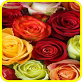 Rose  Fonds d'écran