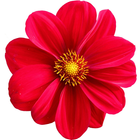 이럭셔리클럽 biểu tượng