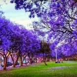 خلفيات اشجار ابها البنفسجية