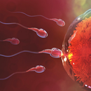 Best Ways to Increase Sperm Count-APK