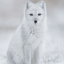 Arctic Fox HD Wallpapers APK