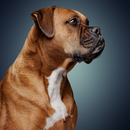 Boxer Dog HD Wallpapers APK