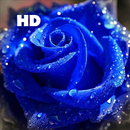 Blue Rose HD Wallpapers-APK