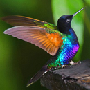 Humming Birds HD Wallpapers APK