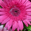 Pink Flower HD Wallpapers APK